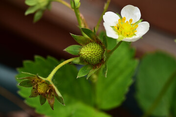 イチゴの花と実