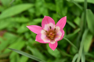 Fototapeta premium 原種系チューリップ オーケリアナ