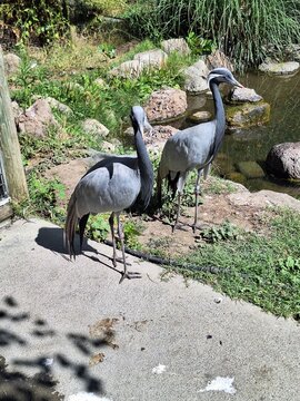 Two Demoiselle Cranes | Standing Together