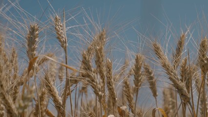Agriculture, farm field of ripe wheat against the background of blue sky, grow rye on plantations,...