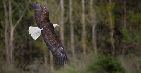 Bald Eagle (Haliaeetus leucocephalus) Soaring in Forest Wildlife Photography