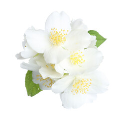 Beautiful jasmine flowers with green leaves isolated on white