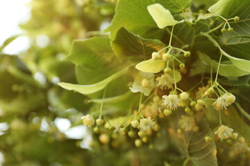 Fototapeta premium Linden tree branch with leaves and blooming flowers outdoors, closeup. Space for text