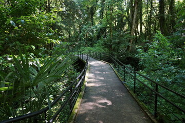 bridge in the forest