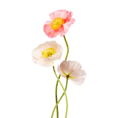 Beautiful poppies isolated on white. Delicate flowers