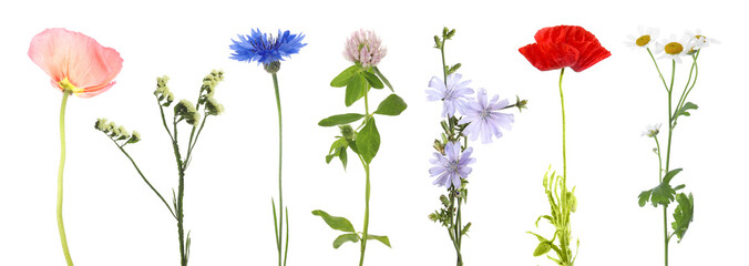 Poppy and other meadow flowers isolated on white, set © New Africa
