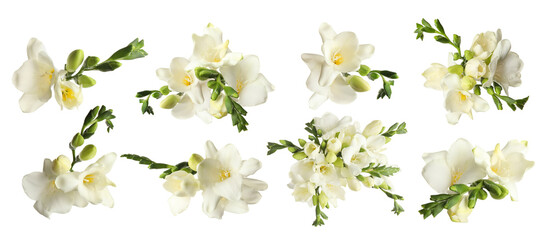 Set of beautiful freesia flowers isolated on white