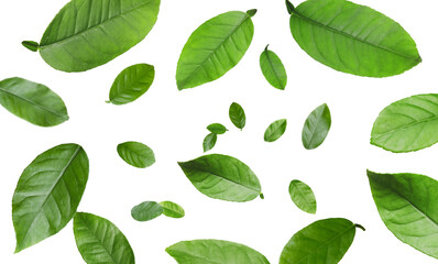 Citrus plant leaves in air against white background