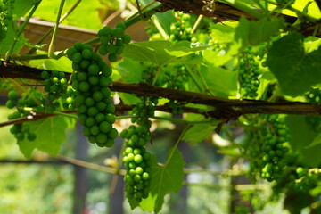 green grape vine