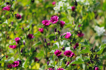 wild mallow flowers in the garden

