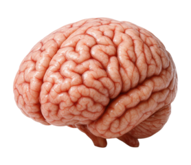 A highly detailed and realistic human brain model, showing the cerebrum in a profile view, Isolated on Transparent and White Background