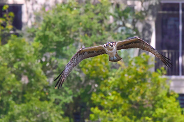 Osprey inflight looking for prey. 