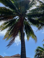 palm trees on the beach