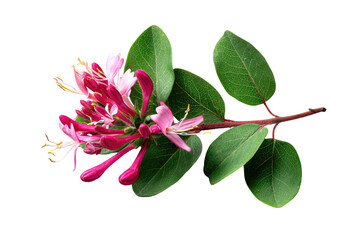 Close-up of a vibrant pink honeysuckle flower and leaves