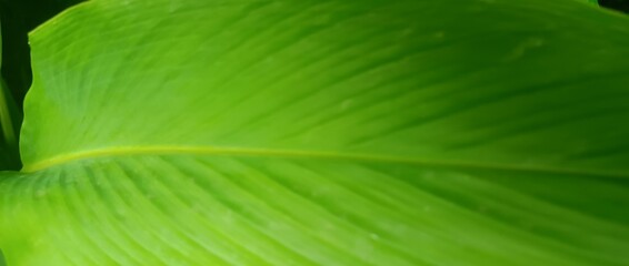 green leaf texture