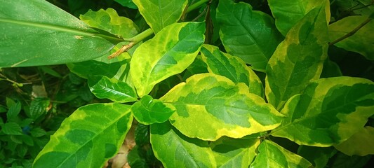 green leaves in the garden