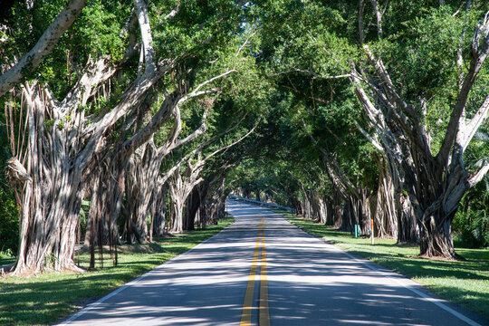 street of covered trees in Hobe Sound Florida