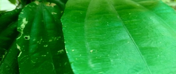 Natural leaves 
