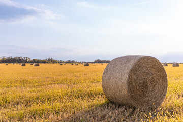 Sunlit hay rolls on farmland