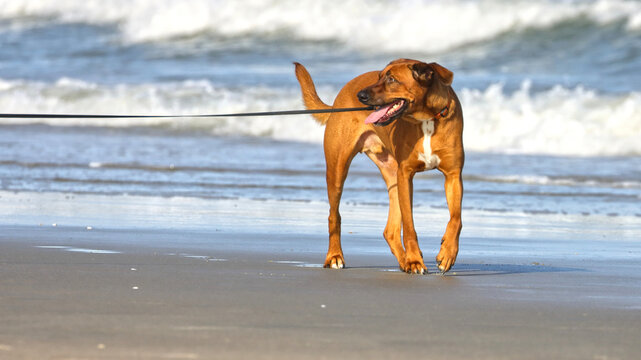 Brown dog on a leash running playfully on beach - Powered by Adobe