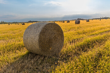 Round straw bales in empty field