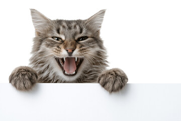 Fluffy grey cat with open mouth and sharp teeth peeking over white surface isolated on a transparent background
