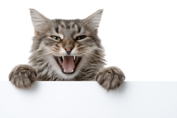 Fluffy grey cat with open mouth and sharp teeth peeking over white surface isolated on a transparent background