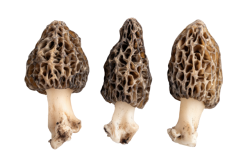 Three Morel Mushrooms