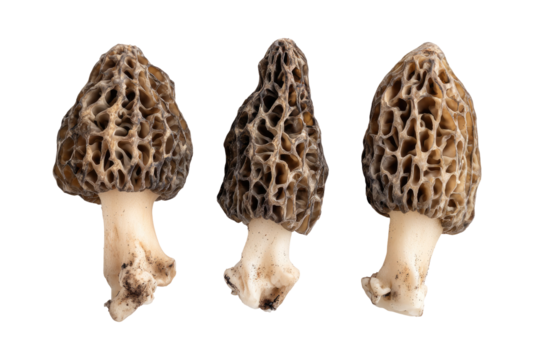 Three Morel Mushrooms
