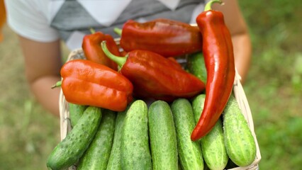 Fresh peppers cucumbers from a vegetable garden, healthy food for a healthy diet, assorted vegetables, a farmer at the harvest, fresh production of delicious beautiful peppers cucumbers, concept.