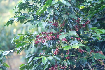 Coffee plant fruit red berry branch in eco coffee farm with fresh red and green coffee beans...