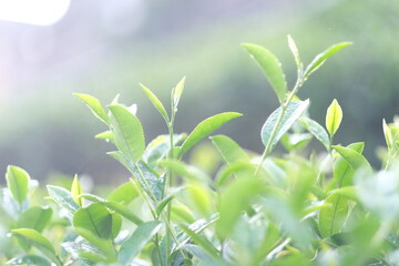 Close up Fresh Tree tea plantations mountain green nature in herbal farm plant background morning....