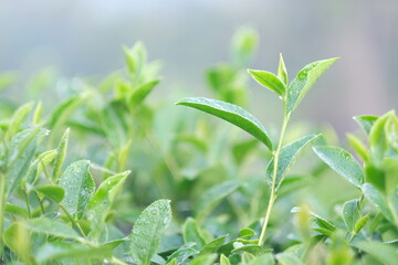 Close up Fresh Tree tea plantations mountain green nature in herbal farm plant background morning....