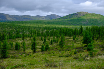 Landscape with mountains and coniferous forest cloudy summer day view from above