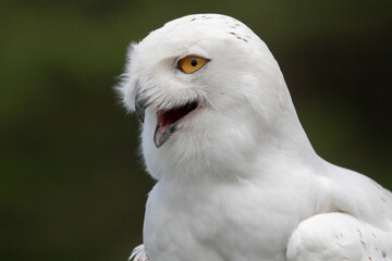 Snowy Owl (Bubo scandiacus) Close-Up with Open Beak – Wildlife Photography