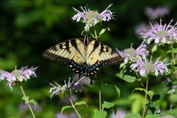 Eastern Tiger Swallowtail (Papilio glaucus) on Wild Bergamot Flowers – Nature Photography

