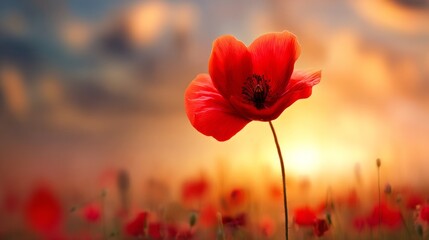 Obraz premium Red poppy flower glowing in a sunset-lit field, evoking a dreamy and serene mood. 