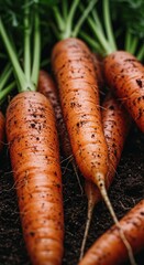 Fresh carrots in the soil