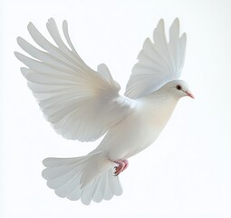 white dove in mid-flight with wings fully spread against a bright white background conveying peace and freedom
