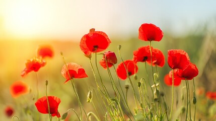 Fototapeta premium Vibrant red poppies glowing under the golden light of a sunset. 