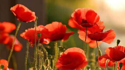 Naklejka premium Vibrant red poppies glowing under the golden light of a sunset. 