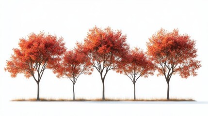 Fototapeta premium Row of five trees with vibrant red and orange autumn leaves standing on a patch of dry grass against a white background