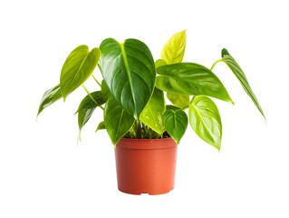 Green philodendron plant in a terracotta pot isolated on transparent background