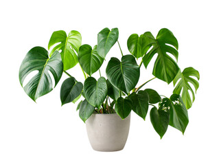Healthy green monstera plant in a white pot isolated on transparent background