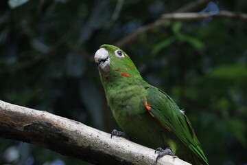 Green parrot perched on a branch
