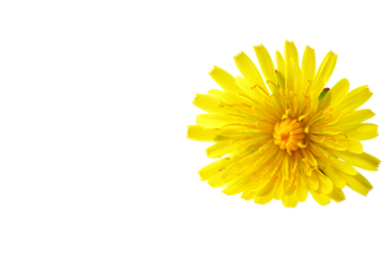 Bright yellow dandelion flower isolated on transparent background