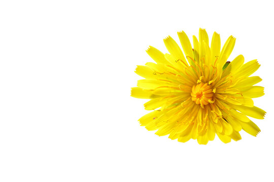 Fototapeta Bright yellow dandelion flower isolated on transparent background