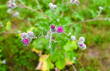 Burdock plant with purple flowers and green leaves growing in the wild meadow. Close view of Arctium with hooked bracts in natural habitat.