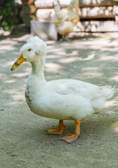 Vertical view of a white Pekin crested duck standing sideways on a natural surface. Its round body, fluffy crest and orange feet are clearly visible in light.