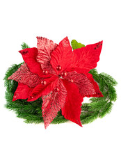 Elegant red poinsettia with velvety petals surrounded by green fir branches. Traditional and soft Christmas floral decoration on white background.